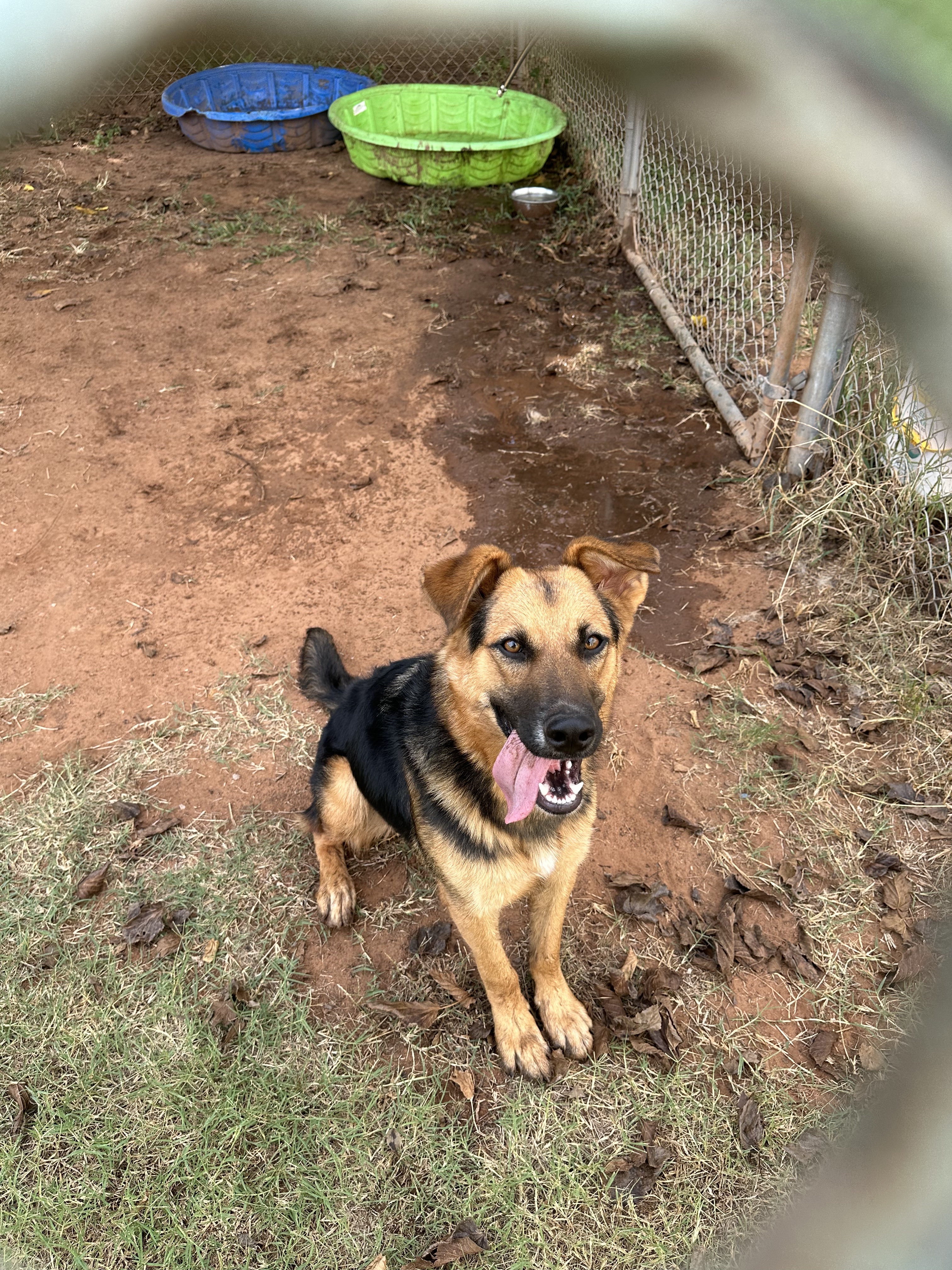 Nora, a Adoptable mixed breed in Guthrie, OK image 3/5