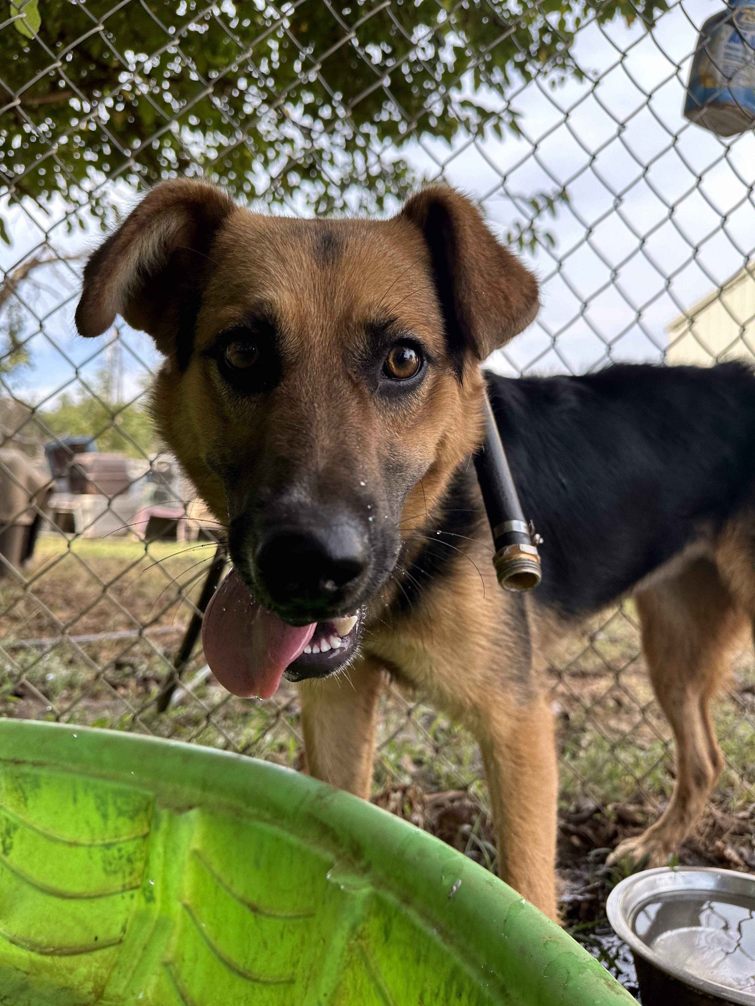 Nora, a Adoptable mixed breed in Guthrie, OK image 4/5