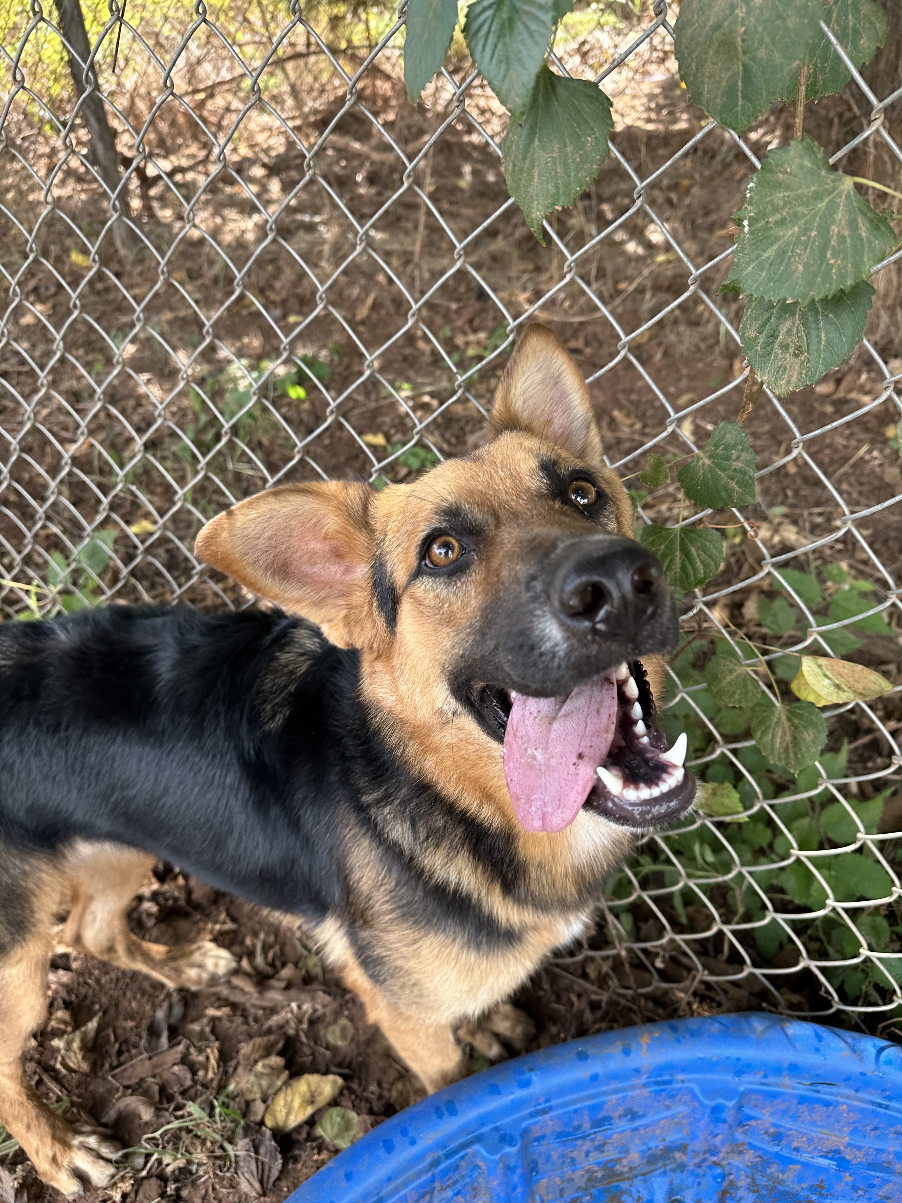 Nora, a Adoptable mixed breed in Guthrie, OK image 5/5