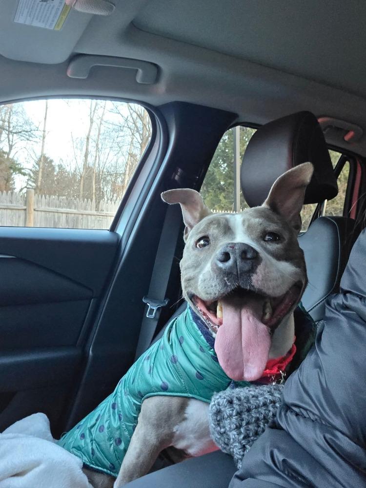 Enlarge Nova, a Adoptable mixed breed in Saugus, MA image 1/6