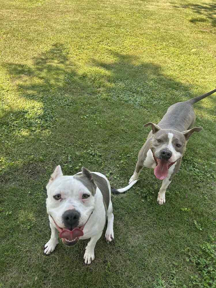 Enlarge Nova, a Adoptable mixed breed in Saugus, MA image 2/6