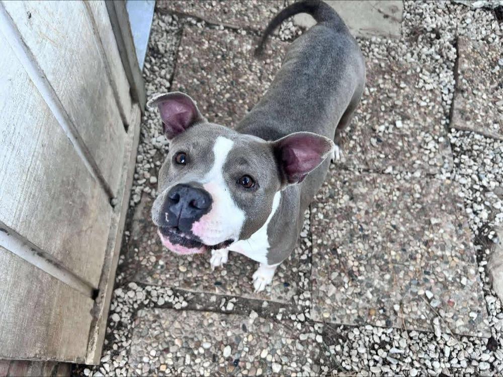 Enlarge Nova, a Adoptable mixed breed in Saugus, MA image 3/6