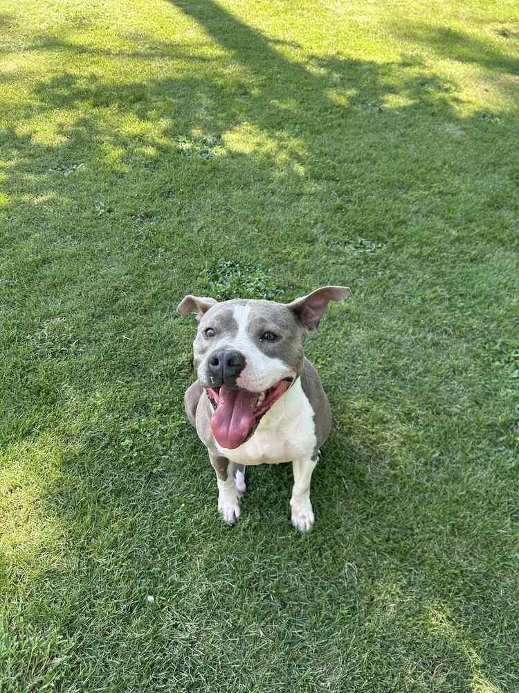 Enlarge Nova, a Adoptable mixed breed in Saugus, MA image 4/6