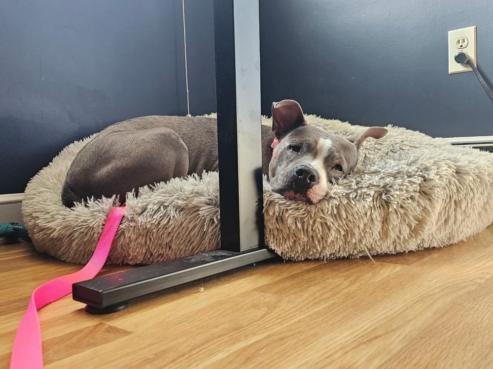 Enlarge Nova, a Adoptable mixed breed in Saugus, MA image 5/6