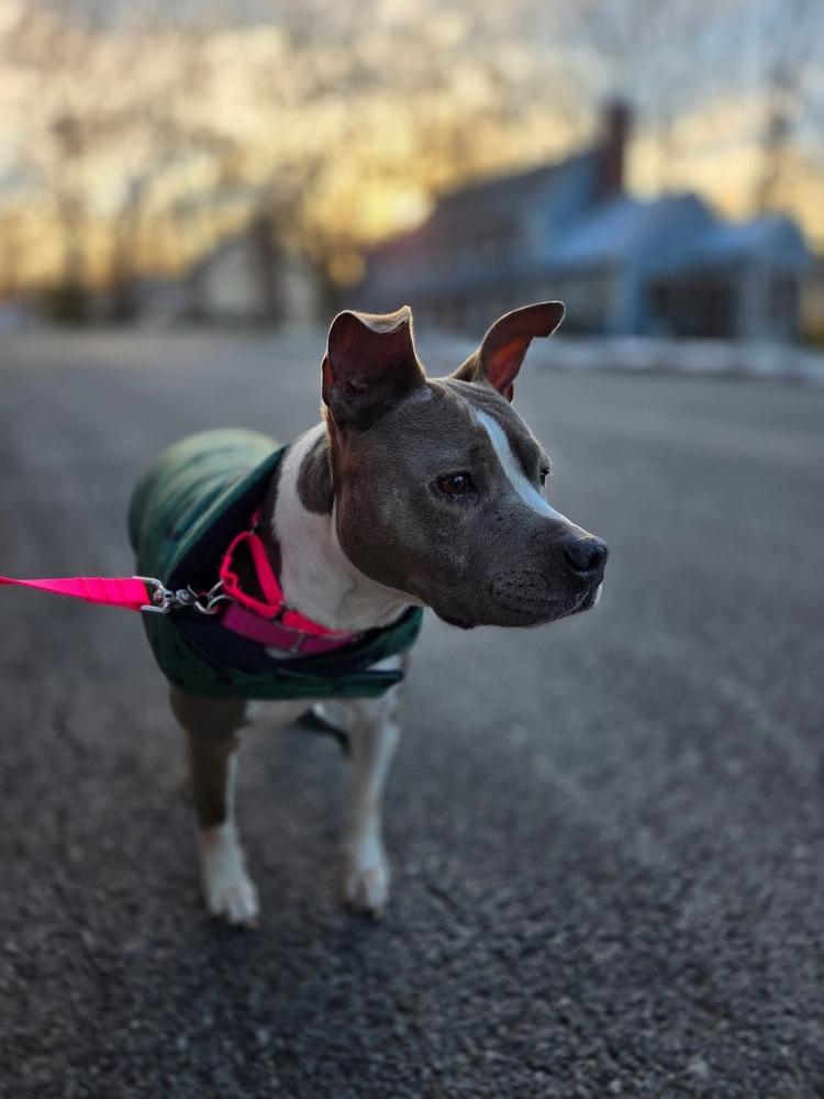 Enlarge Nova, a Adoptable mixed breed in Saugus, MA image 6/6