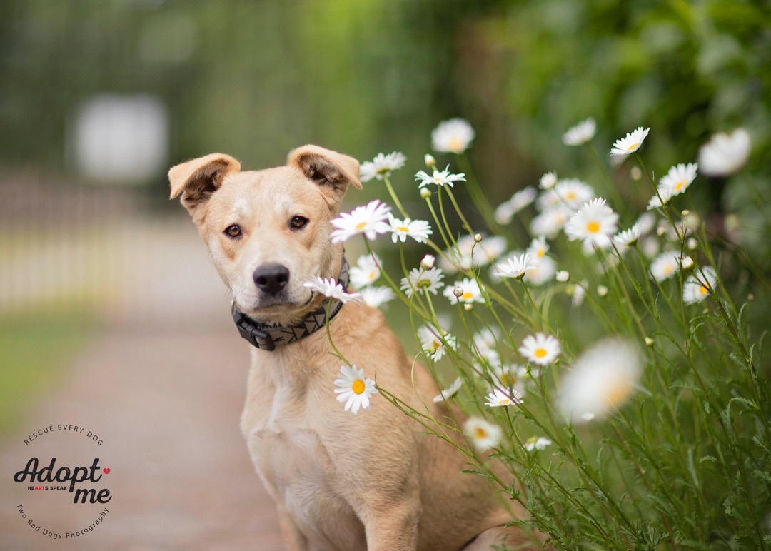 Enlarge Rivers, a Adoptable Australian Cattle Dog / Blue Heeler in Seattle, WA image 1/12