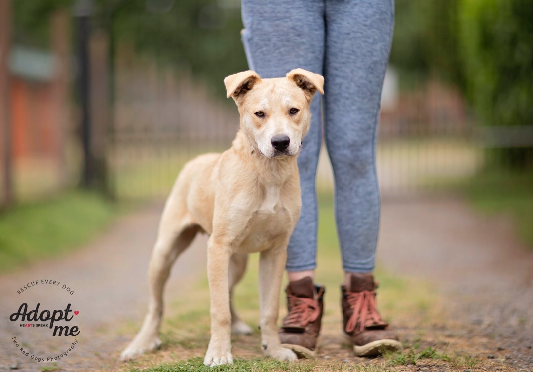 Rivers, Adoptable, Adult Male Australian Cattle Dog / Blue Heeler.