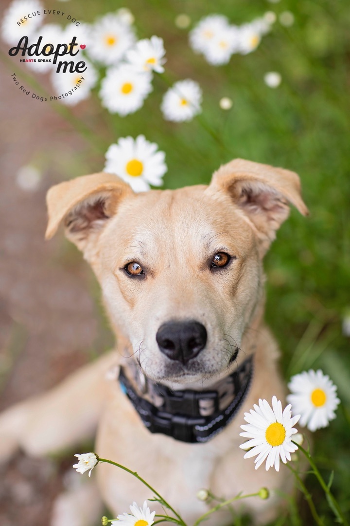 Enlarge Rivers, a Adoptable Australian Cattle Dog / Blue Heeler in Seattle, WA image 3/12