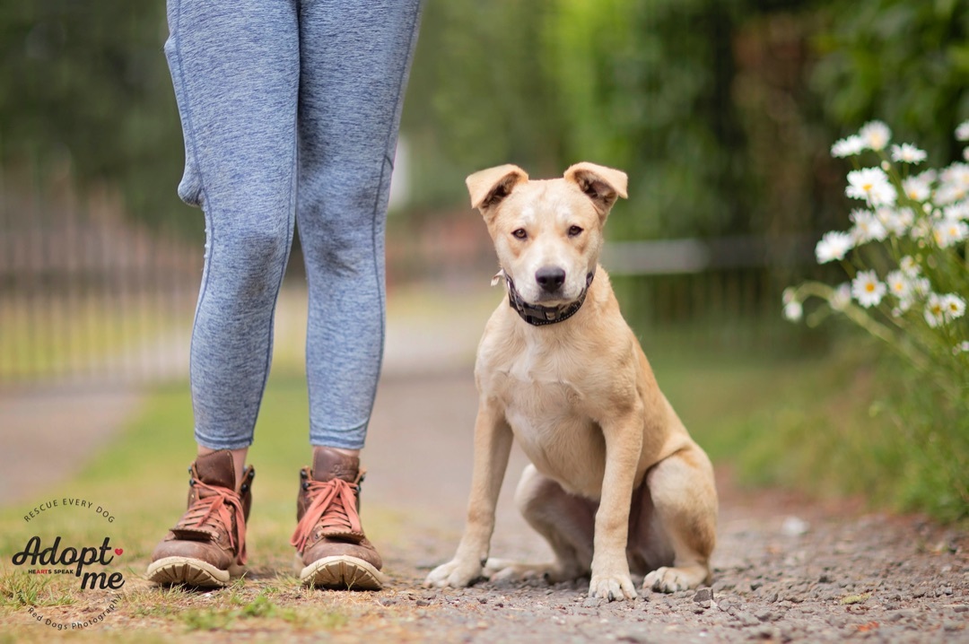 Enlarge Rivers, a Adoptable Australian Cattle Dog / Blue Heeler in Seattle, WA image 4/12