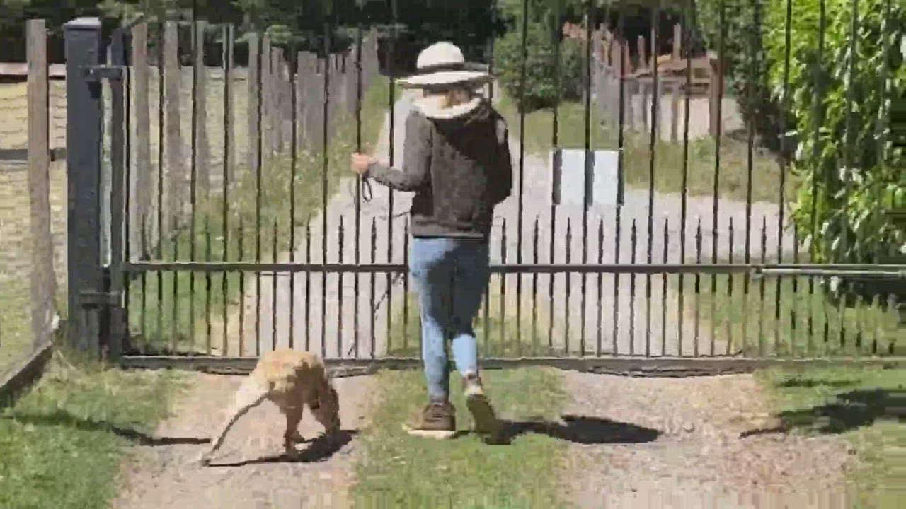 Enlarge Rivers, a Adoptable Australian Cattle Dog / Blue Heeler in Seattle, WA video 12/12