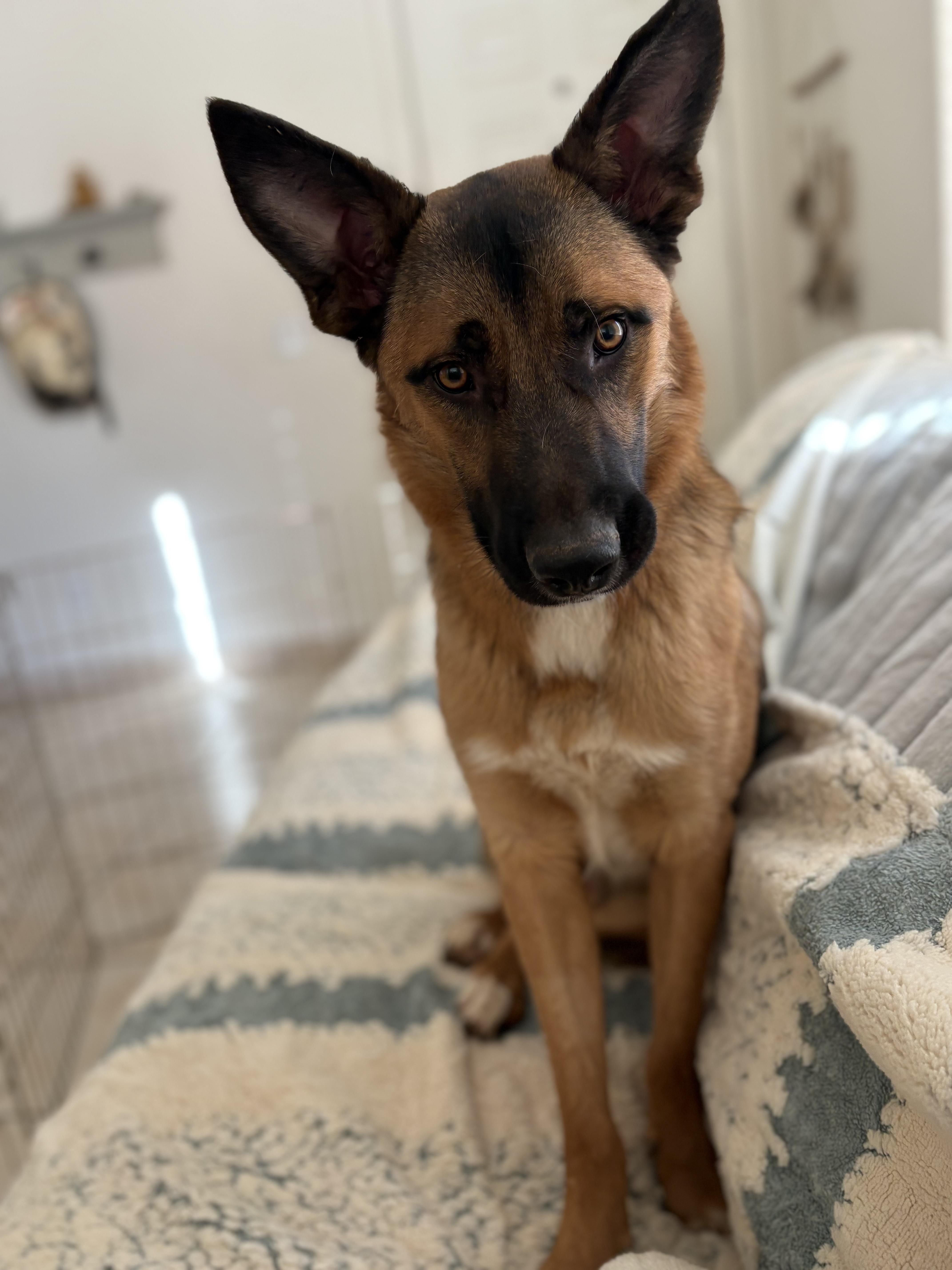 Enlarge Luca, a Adoptable mixed breed in Phoenix, AZ image 1/6