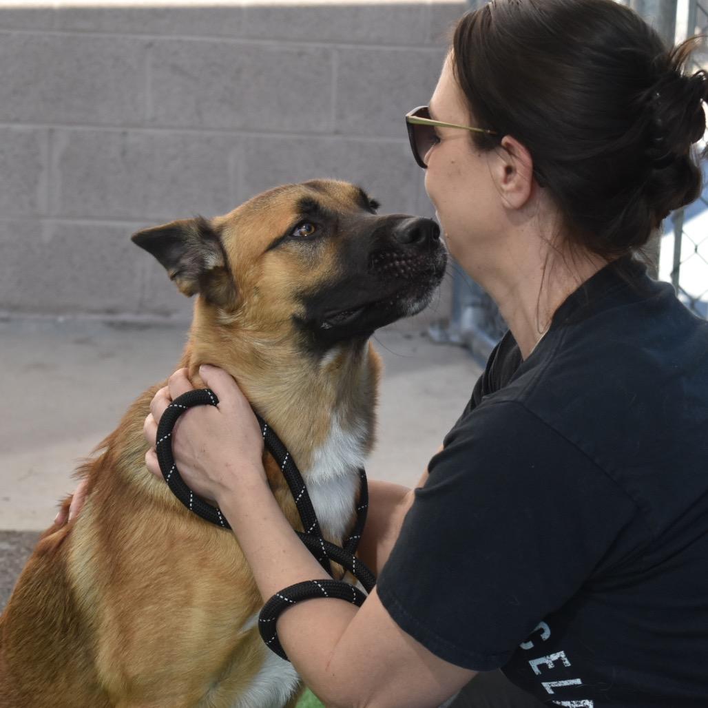 Enlarge Luca, a Adoptable mixed breed in Phoenix, AZ image 2/6