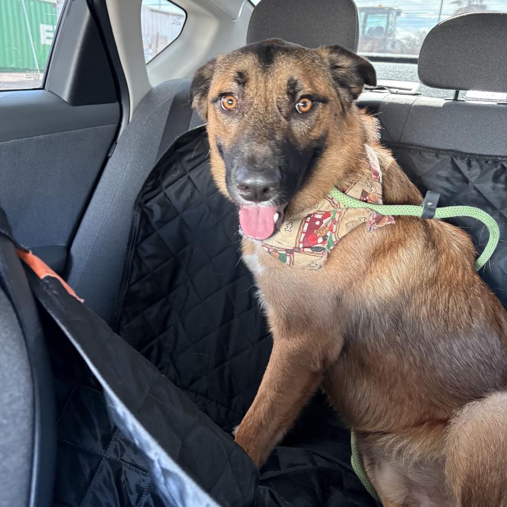 Enlarge Luca, a Adoptable mixed breed in Phoenix, AZ image 5/6