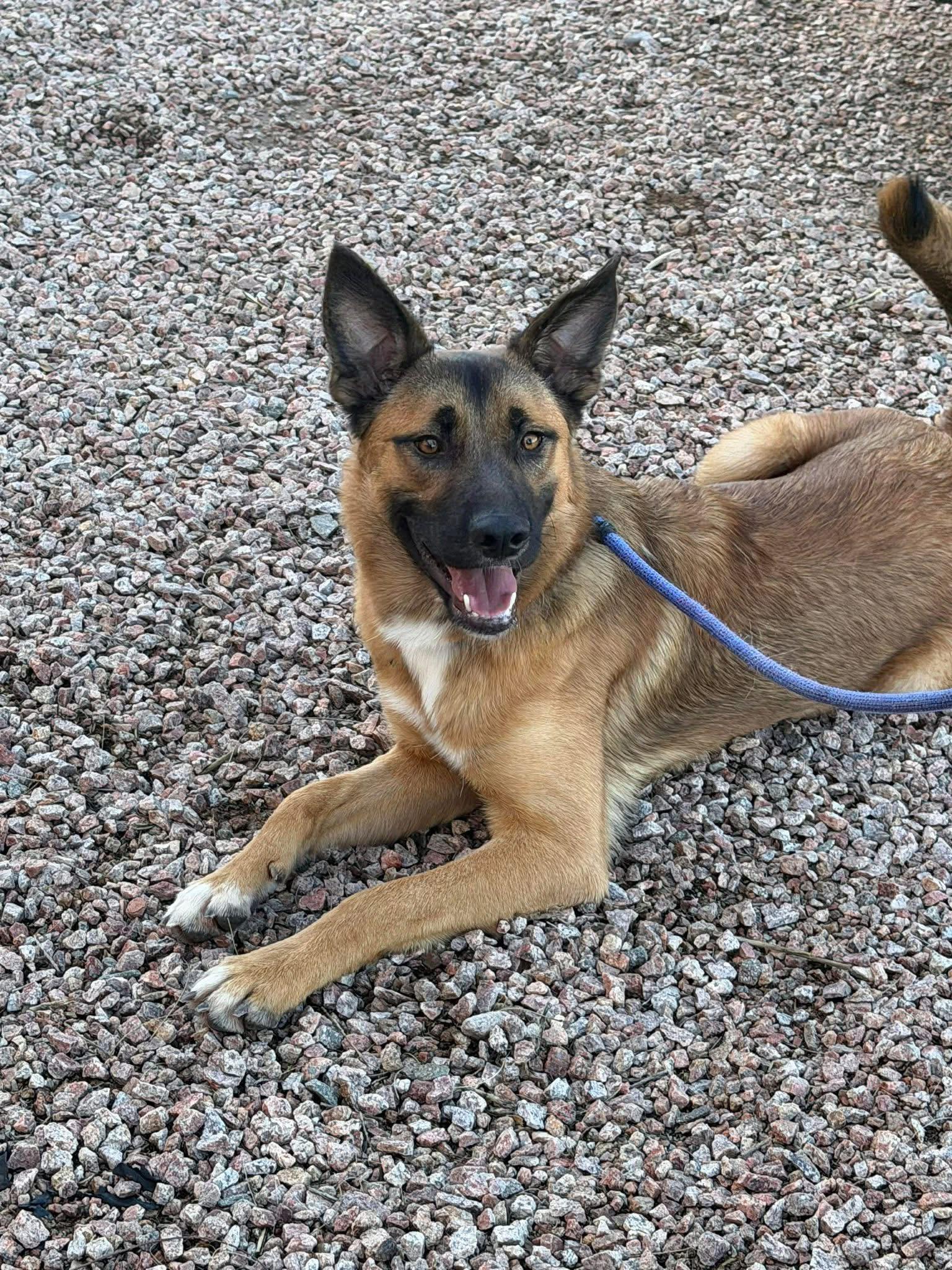Enlarge Luca, a Adoptable mixed breed in Phoenix, AZ image 6/6