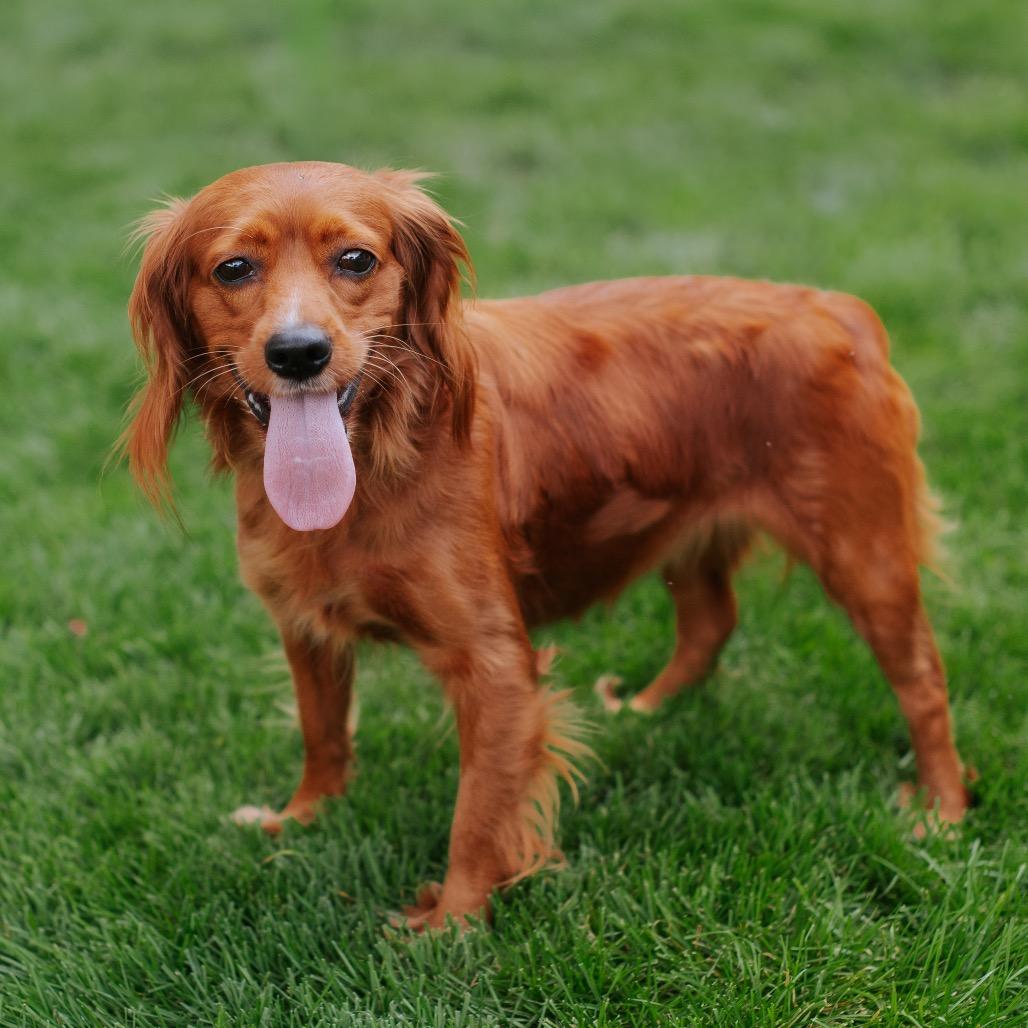 Gingy Jazz *BONDED WITH LUCKY LOGAN*, Adoptable, Young Female Cocker Spaniel.