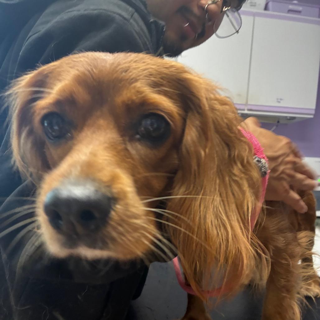 Enlarge Gingy Jazz *BONDED WITH LUCKY LOGAN*, a Adoptable Cocker Spaniel in Northbrook, IL image 2/2