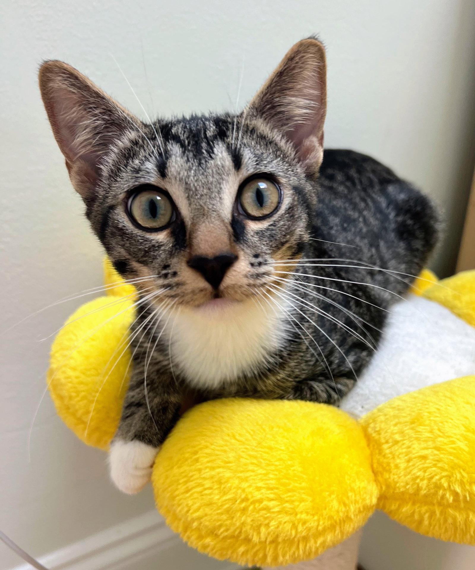 Enlarge Dewey, a Adopted Domestic Short Hair in Reston, VA image 1/3