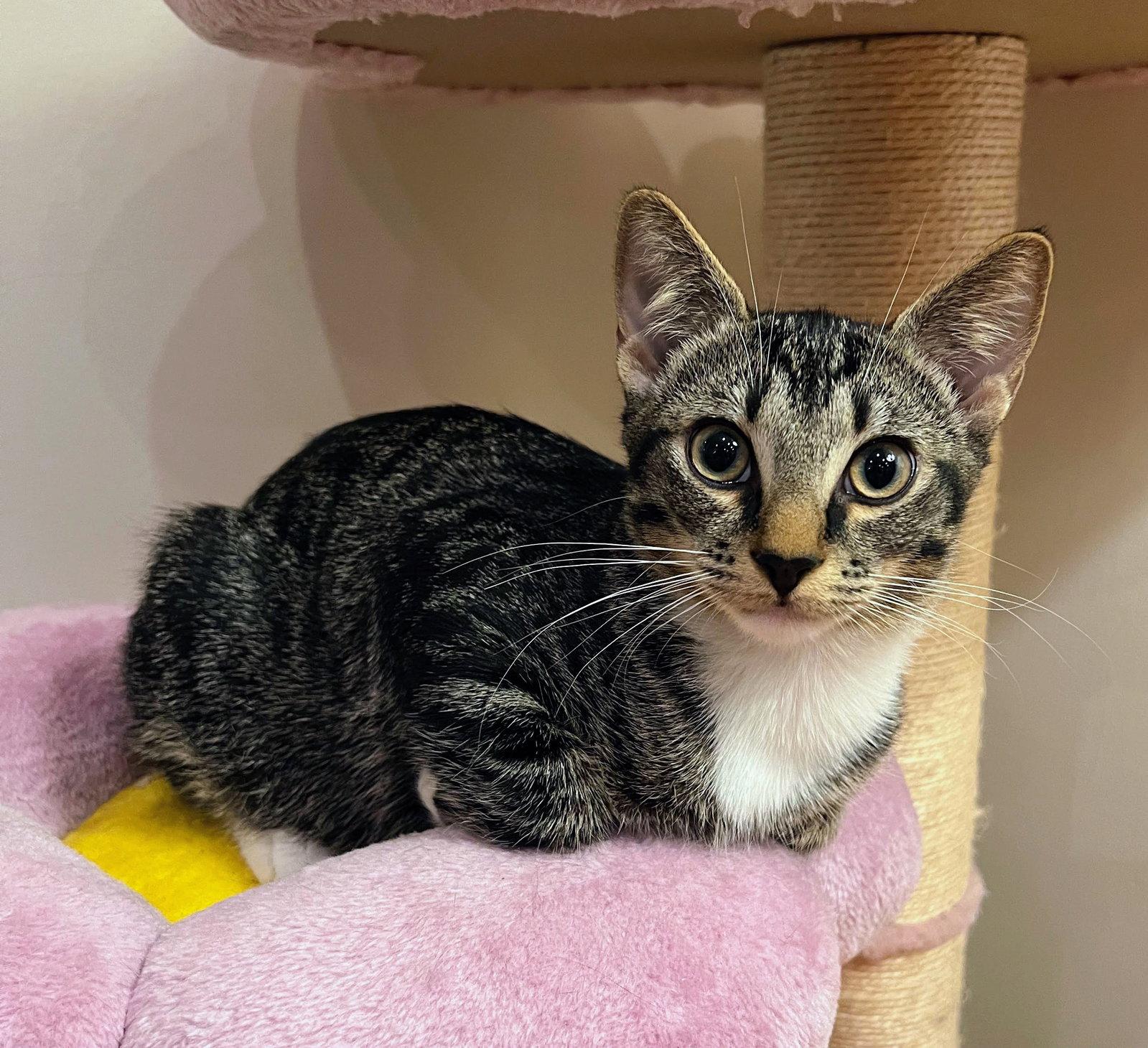 Enlarge Dewey, a Adopted Domestic Short Hair in Reston, VA image 3/3