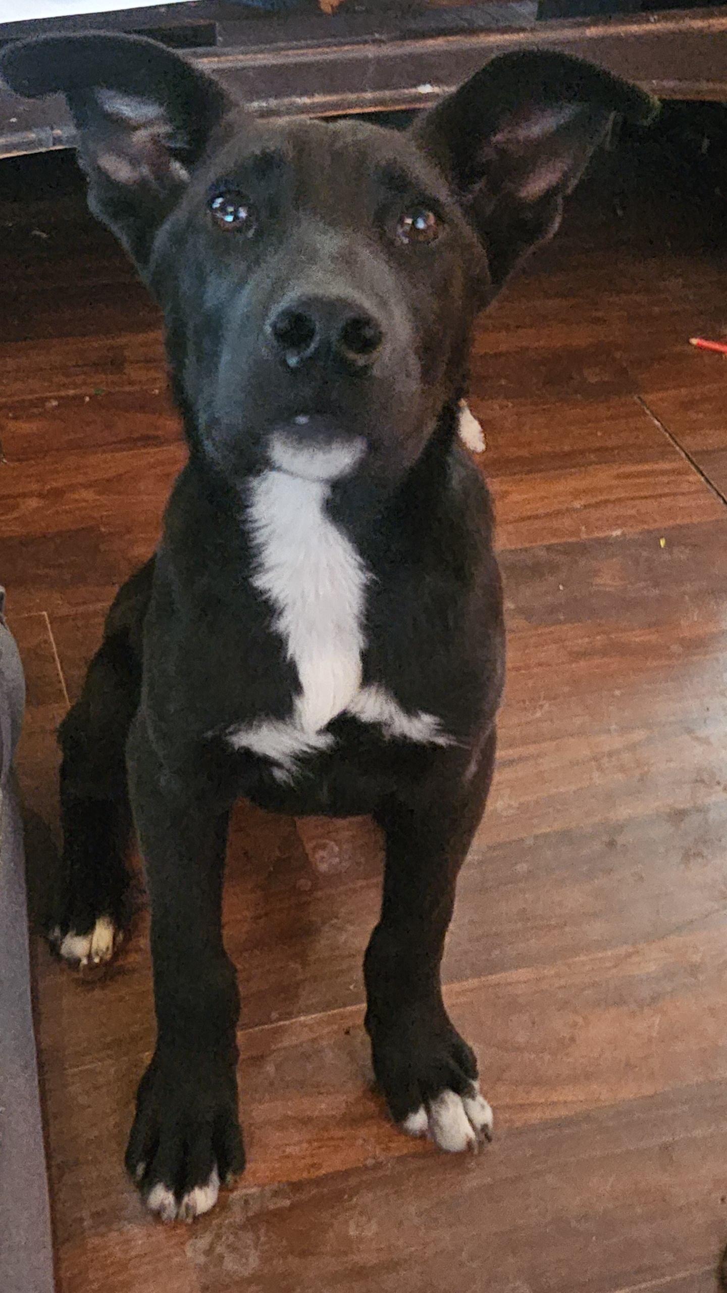 Enlarge Smudge, a Adoptable mixed breed in Watertown, SD image 1/4