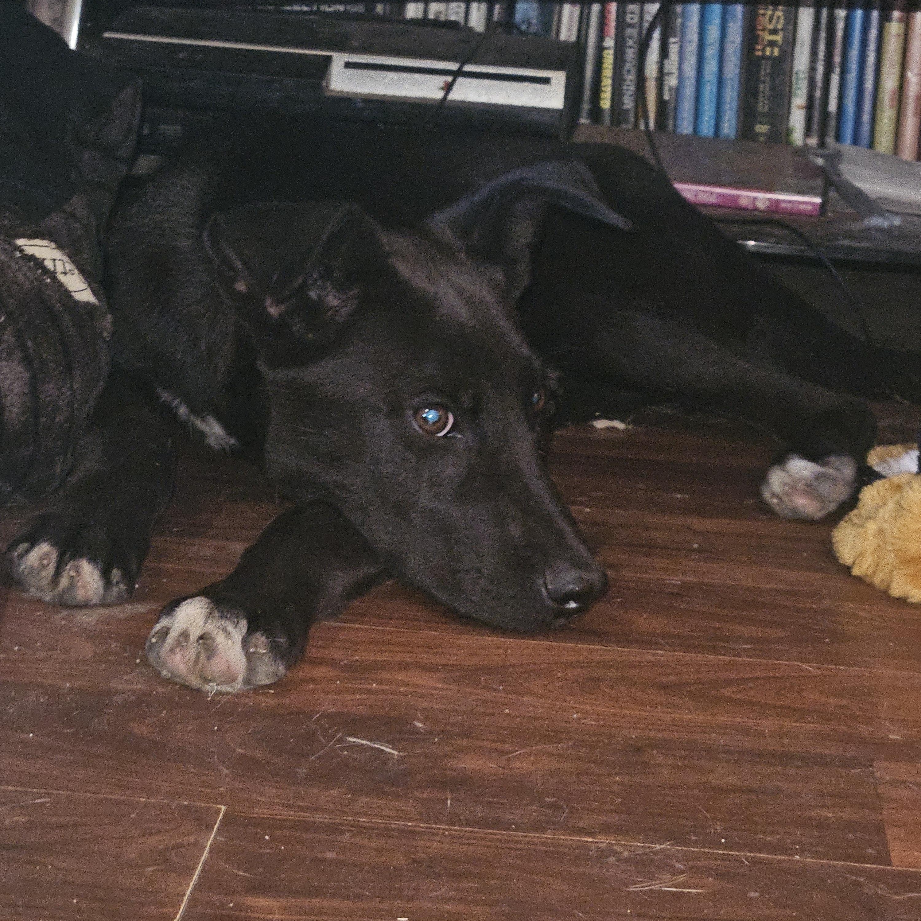 Enlarge Smudge, a Adoptable mixed breed in Watertown, SD image 3/4