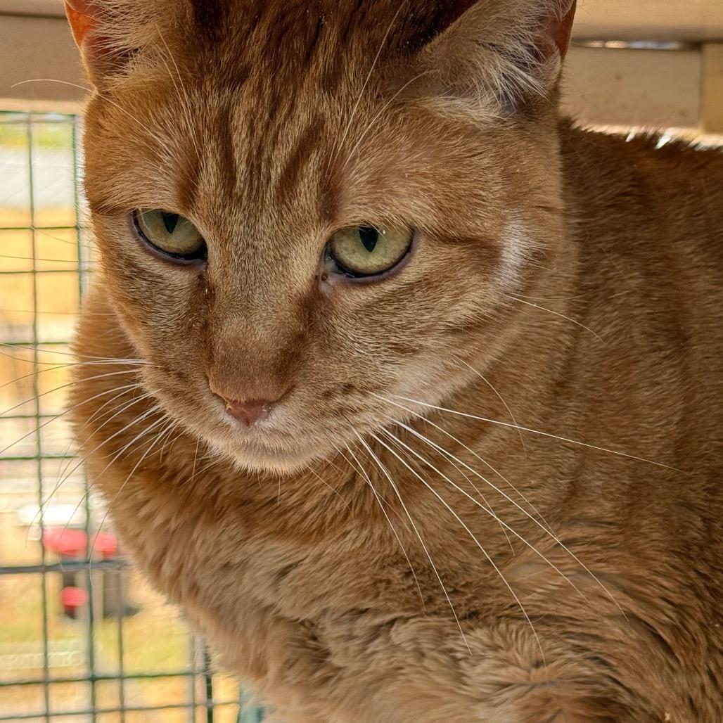 Aria, Adoptable, Adult Female Domestic Short Hair.