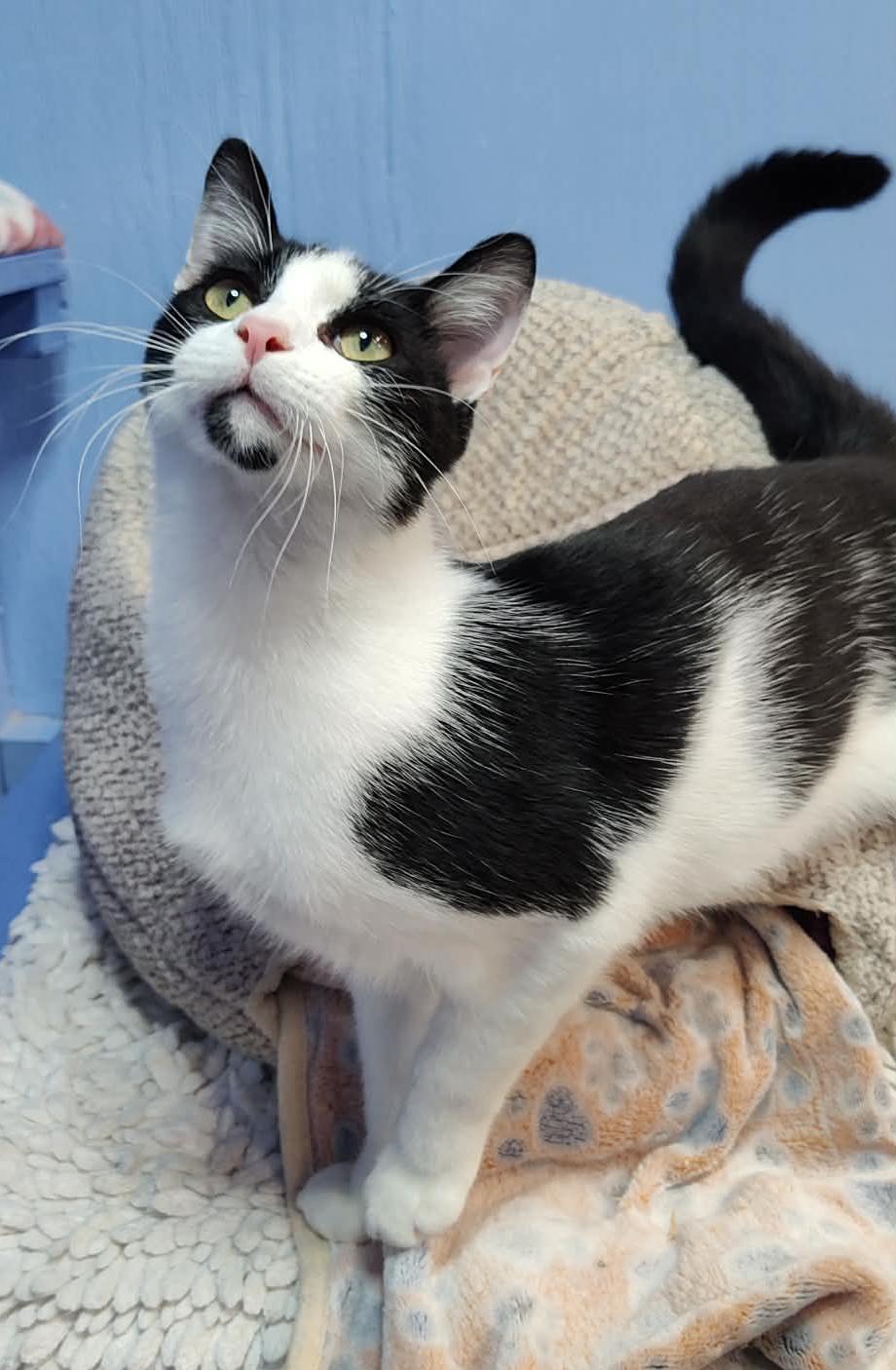 Lily, Adoptable, Kitten Male Domestic Short Hair.