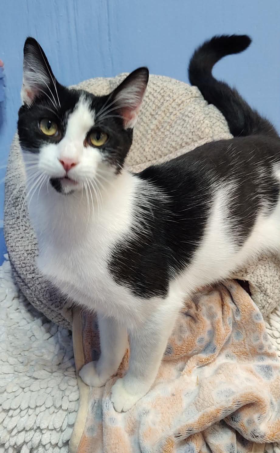 Enlarge Lily, a Adoptable Domestic Short Hair in Savannah, GA image 3/6