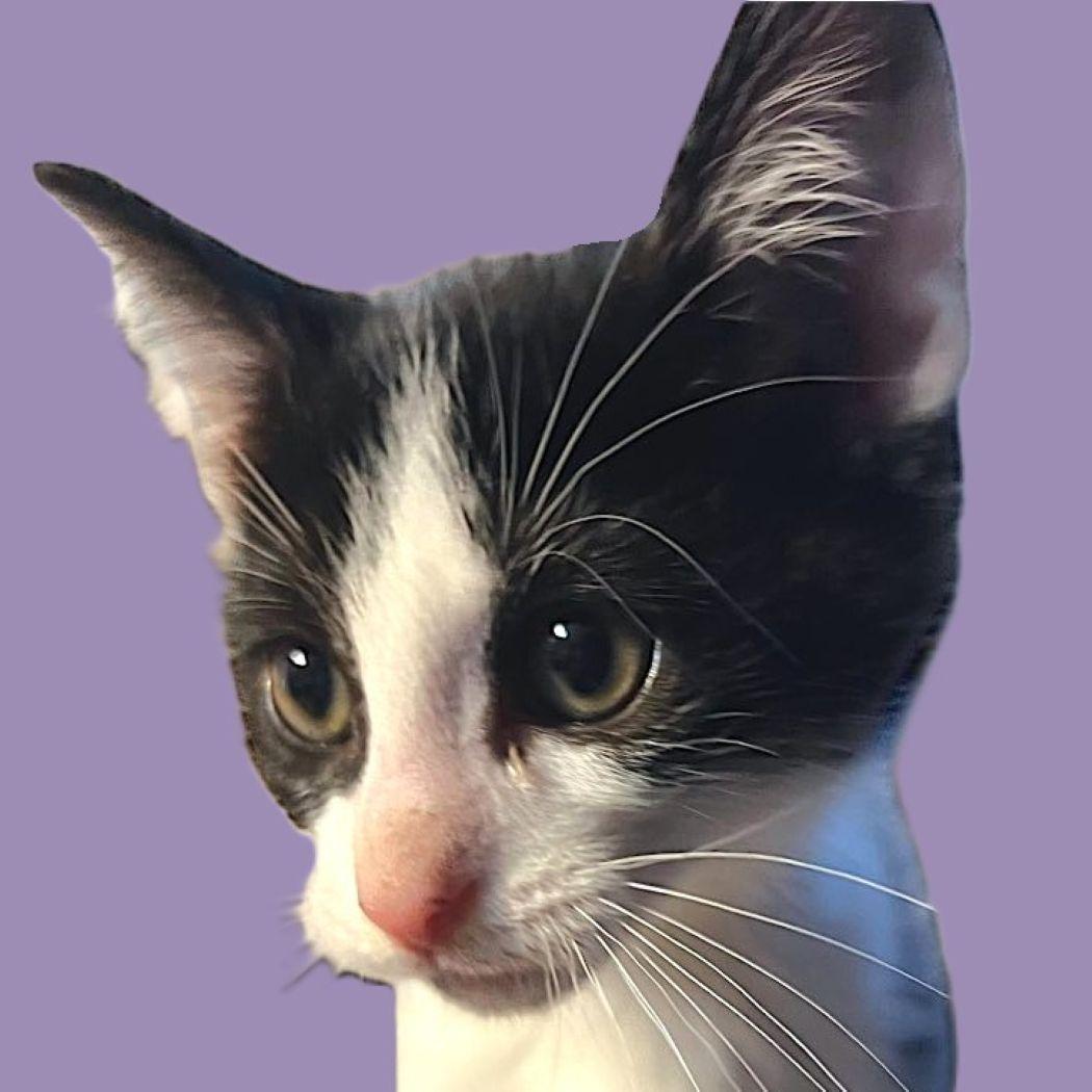 Lily, a Adoptable Domestic Short Hair in Savannah, GA image 2/3