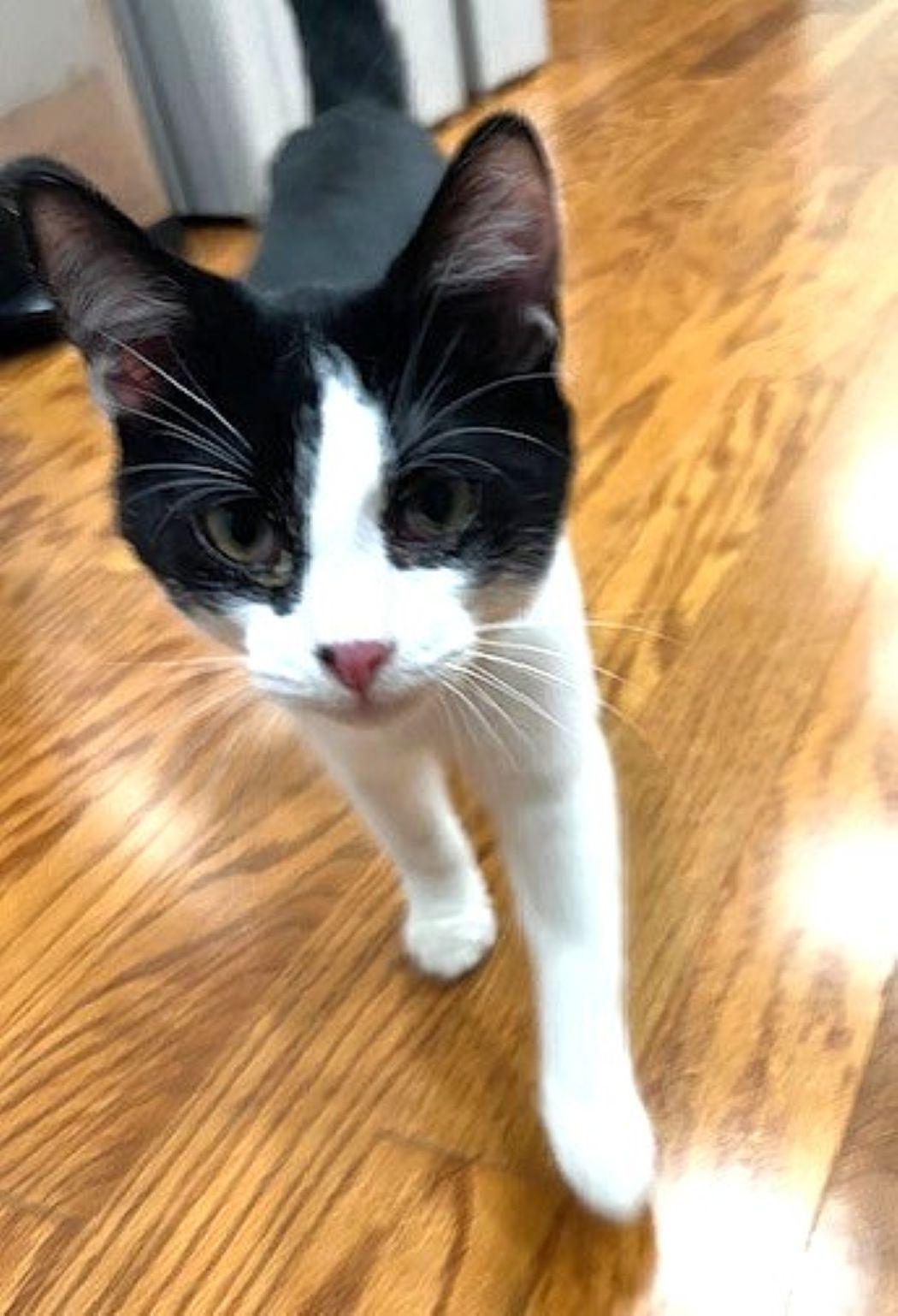 Enlarge Lily, a Adoptable Domestic Short Hair in Savannah, GA image 5/6