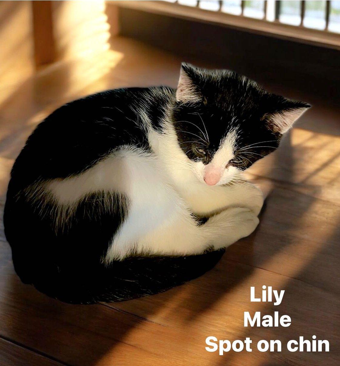 Lily, a Adoptable Domestic Short Hair in Savannah, GA image 3/3