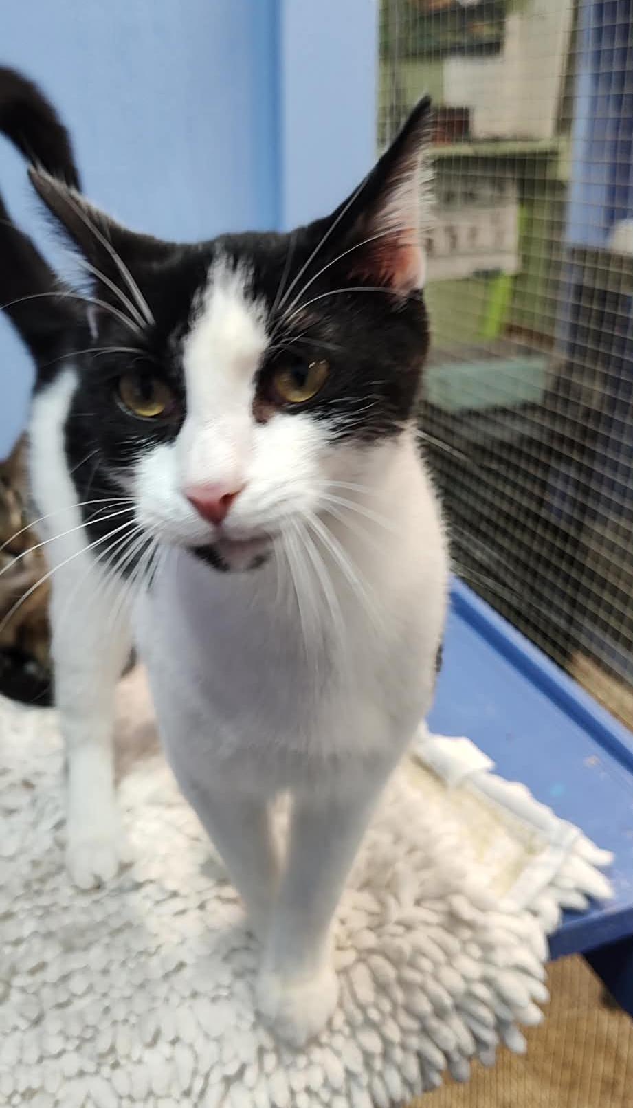 Enlarge Lily, a Adoptable Domestic Short Hair in Savannah, GA image 6/6