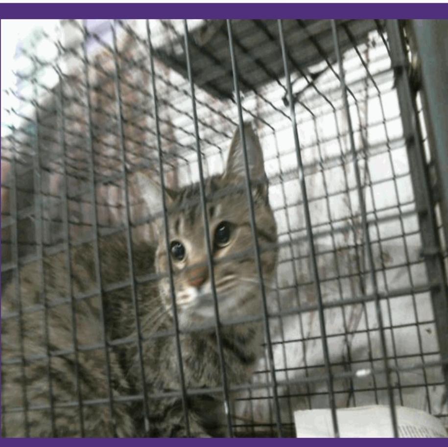 Arthur - MD, a Adoptable mixed breed in Hagerstown, MD image 4/4