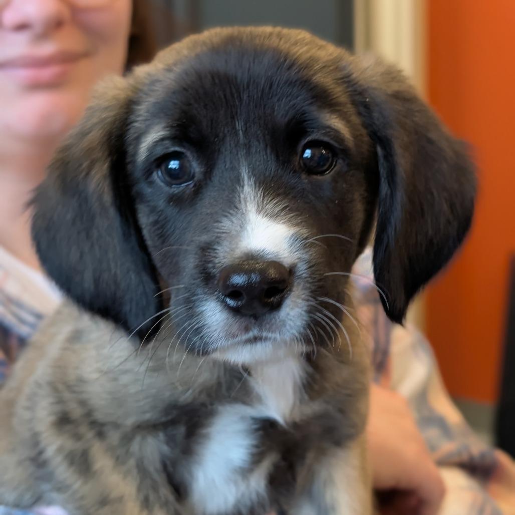 Turmeric, Adoptable, Puppy Male Mixed Breed.