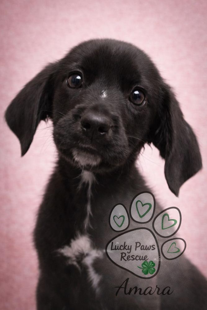 Supernatural Crew - Amara, a Adoptable mixed breed in Sumter, SC image 1/3