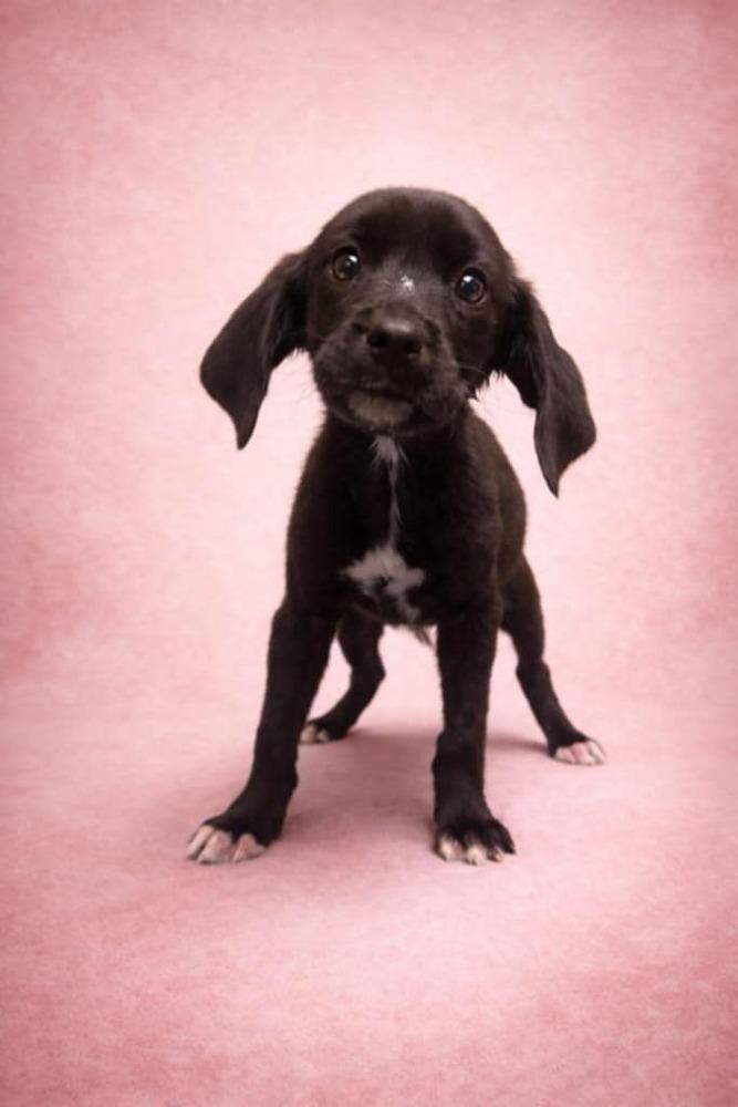Supernatural Crew - Amara, a Adoptable mixed breed in Sumter, SC image 2/3