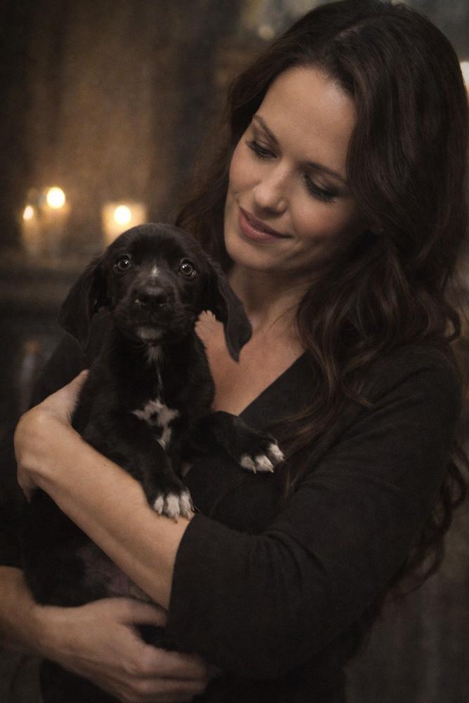 Supernatural Crew - Amara, a Adoptable mixed breed in Sumter, SC image 3/3