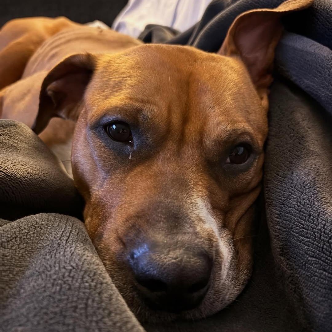 Enlarge Frida, a ADOPTABLE mixed breed in Detroit, MI image 3/5