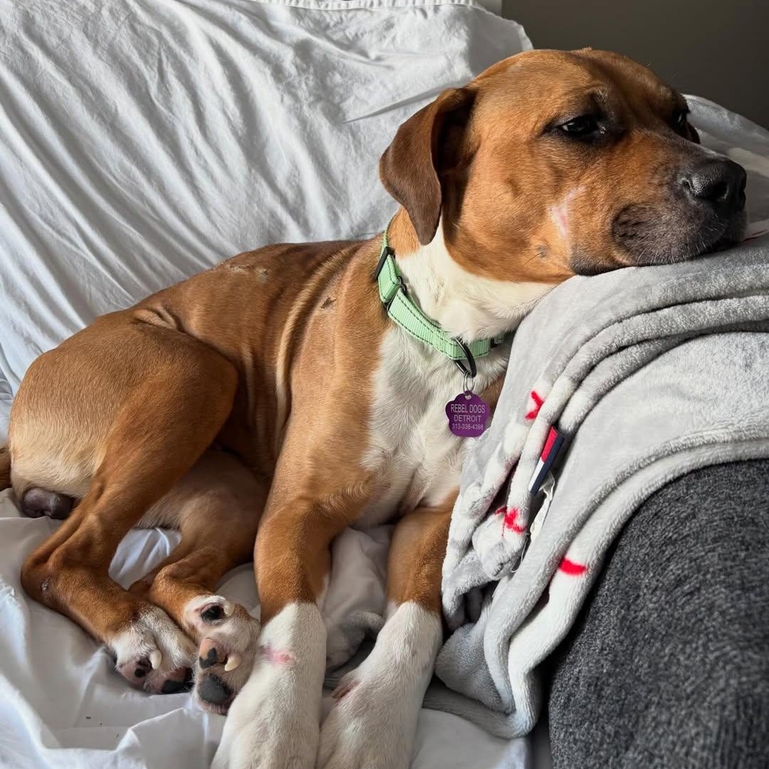 Enlarge Frida, a ADOPTABLE mixed breed in Detroit, MI image 5/5
