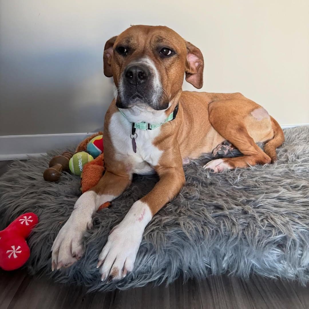 Enlarge Frida, a ADOPTABLE mixed breed in Detroit, MI image 2/5