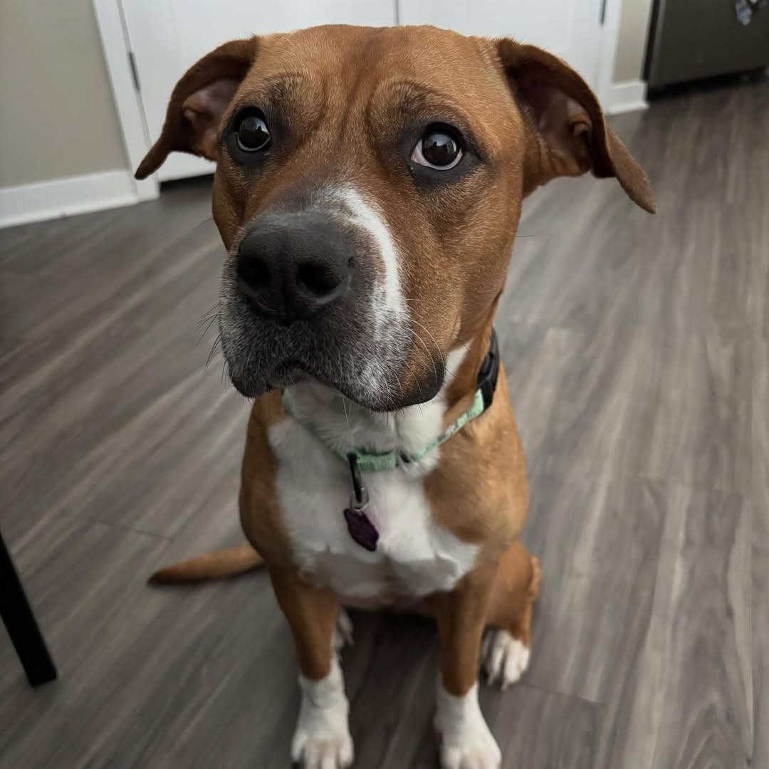 Enlarge Frida, a ADOPTABLE mixed breed in Detroit, MI image 1/5