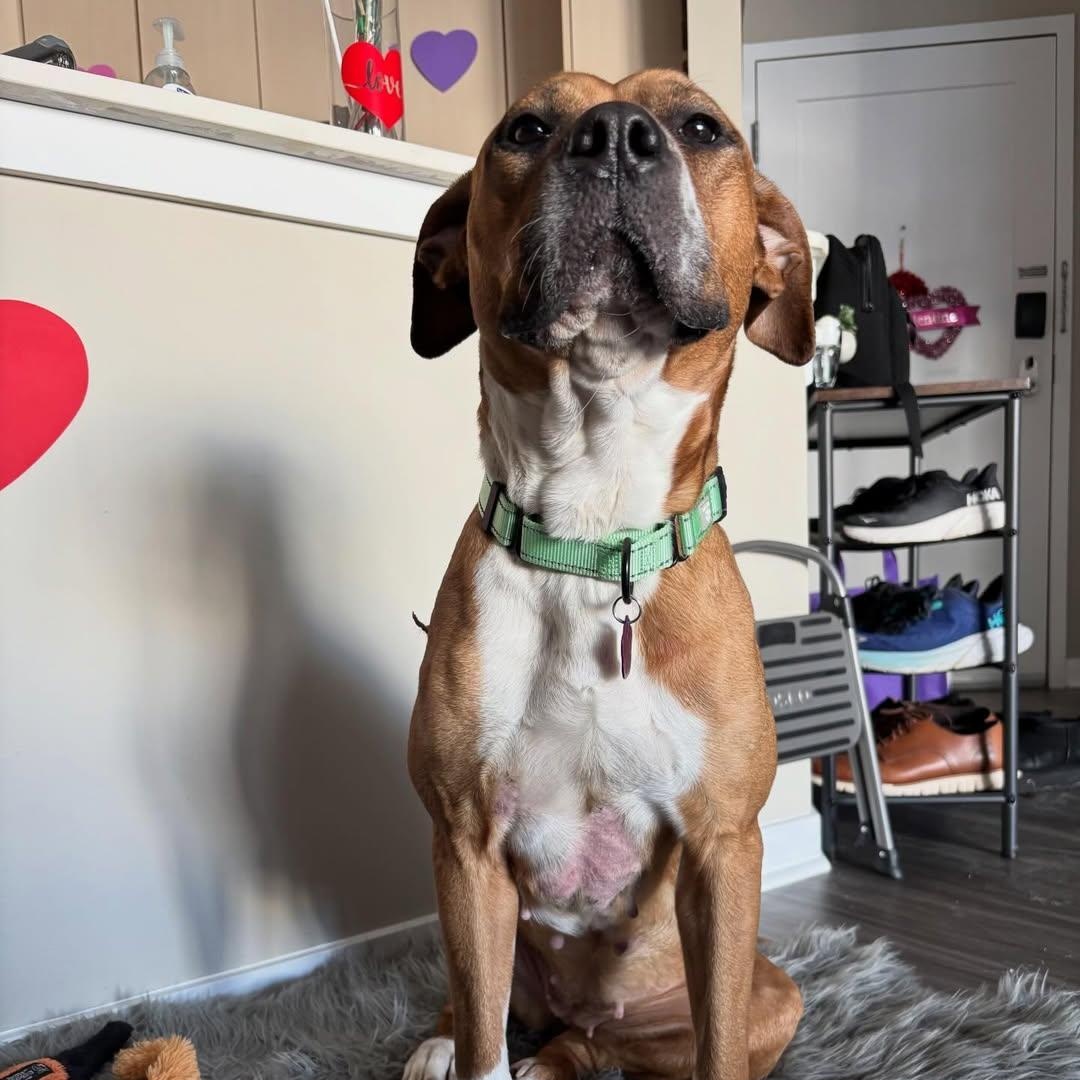 Enlarge Frida, a ADOPTABLE mixed breed in Detroit, MI image 4/5