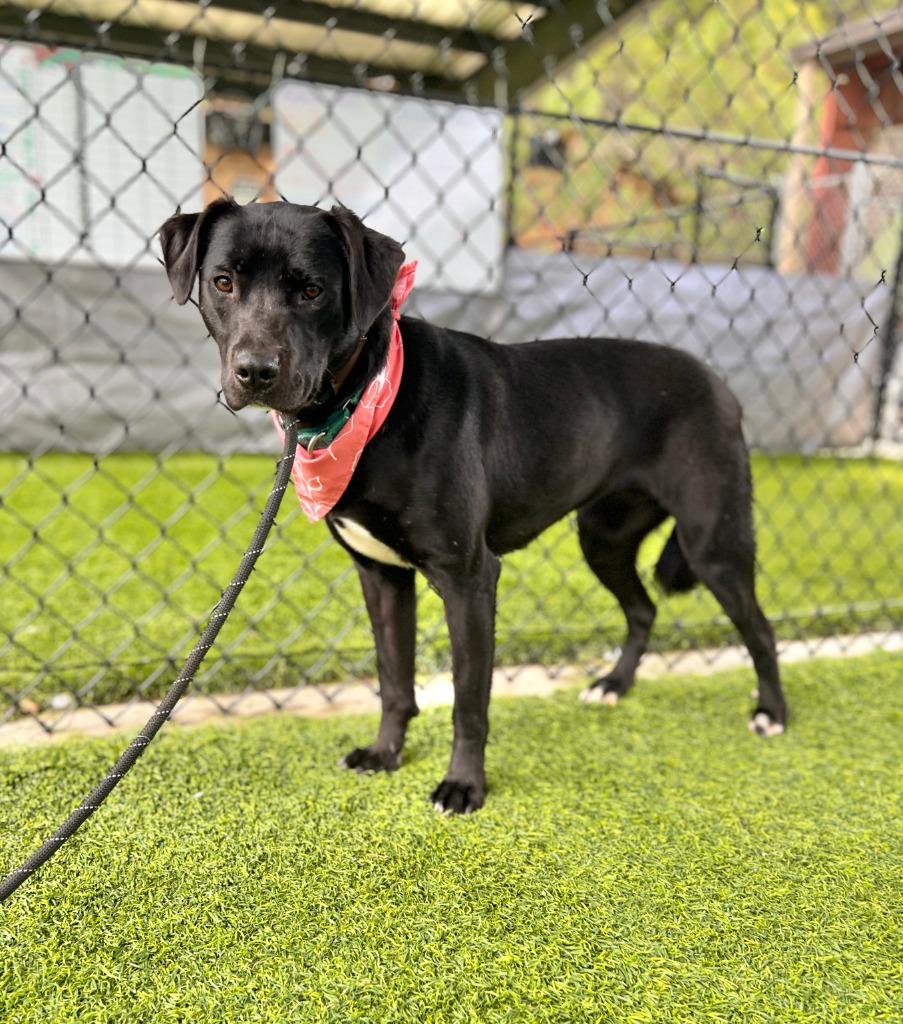 Midge, Adoptable, Young Female Labrador Retriever & Mixed Breed.