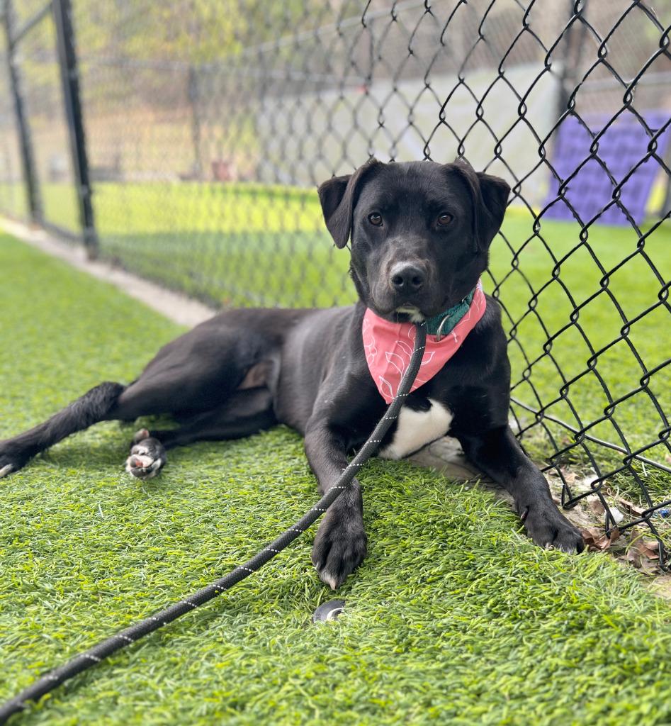 Enlarge Midge, a Adoptable mixed breed in Ellijay, GA image 2/2