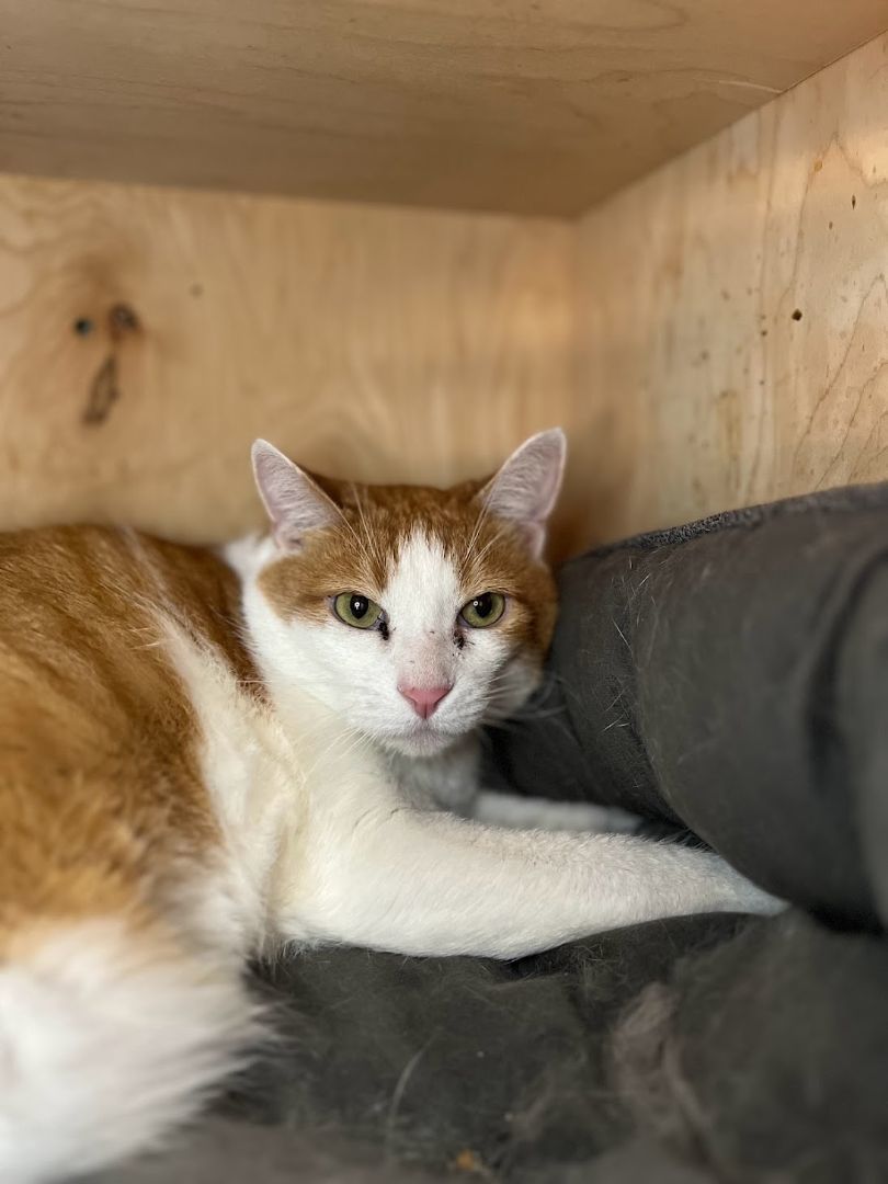 Enlarge Parmesan, a Adopted Domestic Short Hair in Denver, CO image 1/2