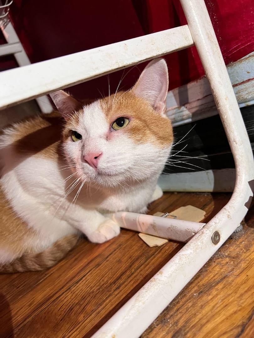 Enlarge Parmesan, a Adopted Domestic Short Hair in Denver, CO image 2/2