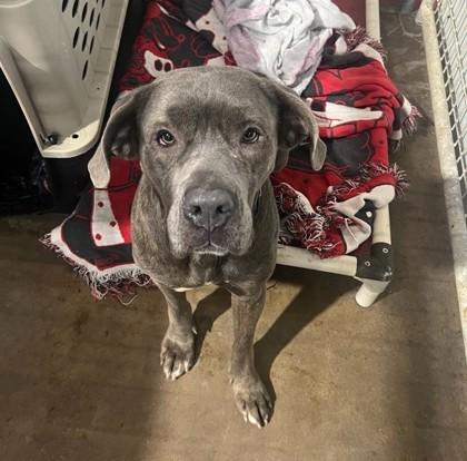 Mini, Adoptable, Adult Female Cane Corso & Mixed Breed.