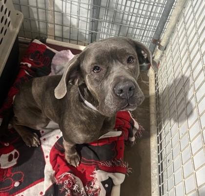 Enlarge Mini, a Adoptable mixed breed in Dallas, TX image 2/3
