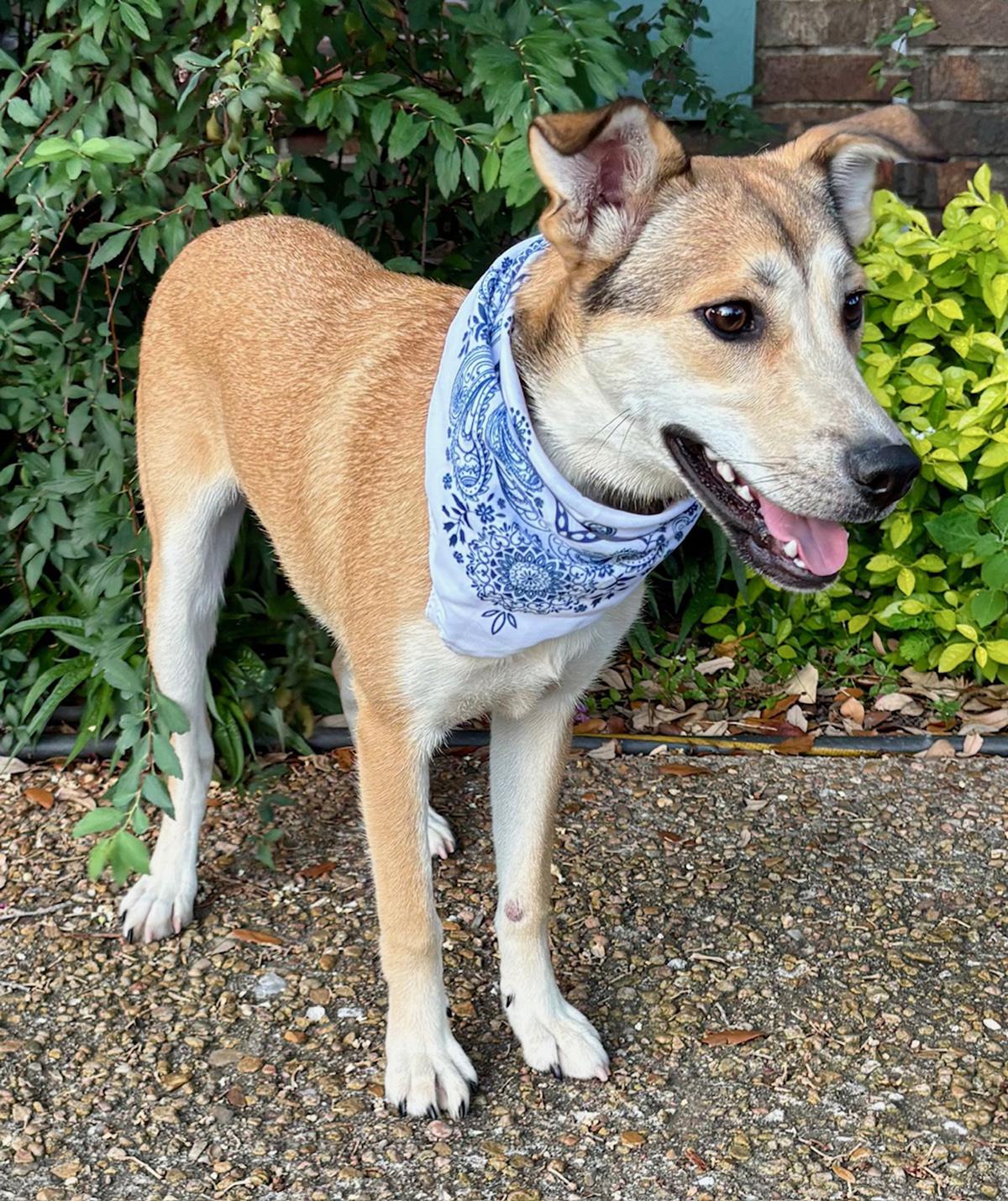 DAHLIA - PRECIOUS GIRL!, a Adoptable mixed breed in Harrisburg, PA image 4/5