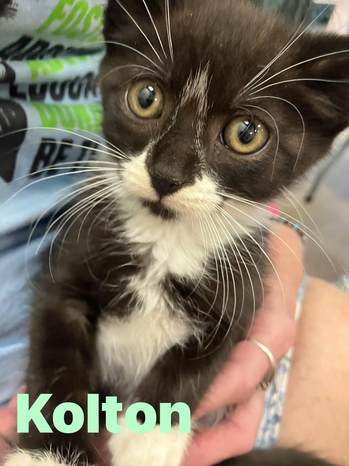 Kolton, adopted, Kitten Female Domestic Short Hair.