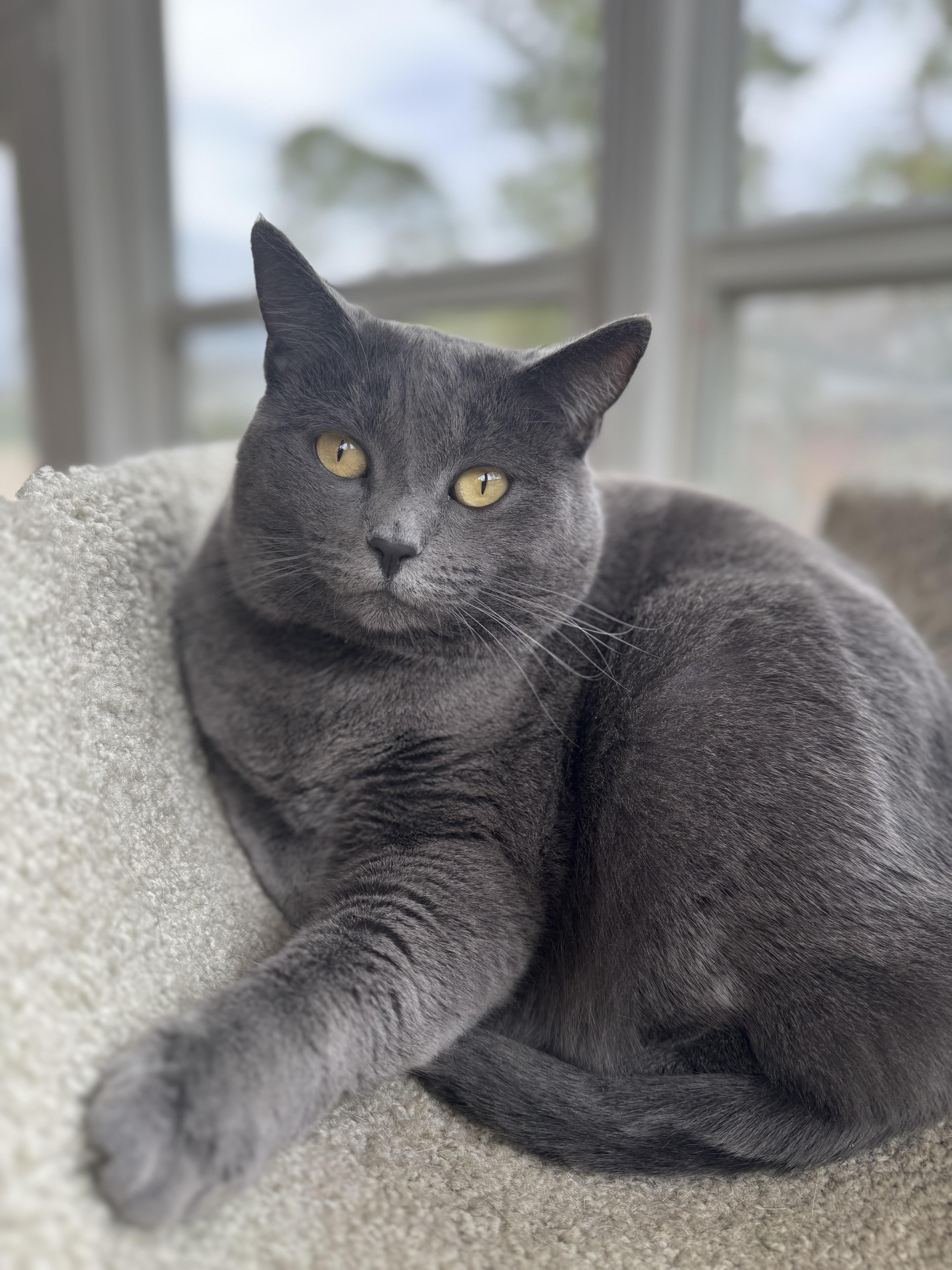 Pesto, a Adoptable Domestic Short Hair in Valdosta, GA image 1/4